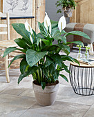 Spathiphyllum Sweet Lauretta