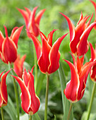 Tulipa 'Aladdin'