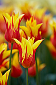 Tulipa 'Fire Wings'