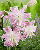 Lilium 2012-02