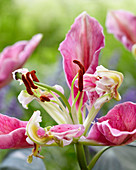 Lilium 'Pink Parrot Carriba'