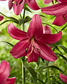 Lilium 'P412'