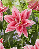 Lilium Roselily 'Ciara'