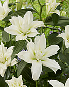 Lilium Roselily 'Leona'