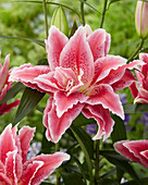 Lilium Roselily 'Doria'