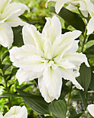 Lilium Roselily 'Aisha'