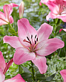 Lilium 'Palena'