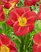 Hemerocallis Scarlet Orbit