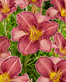 Hemerocallis Chicago Knobby