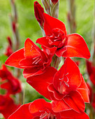 Gladiolus 'Lijen'