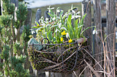 Snowdrops and Winter aconite in wire basket on the fence