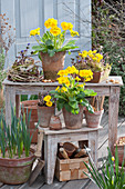 Pot arrangement with high primrose, winter aconite, daffodils and ray anemone