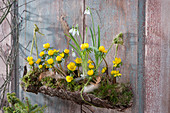 Winter aconites and snowdrops in bark hung on a wall