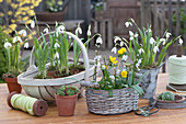 Snowdrops, Winter aconite and Lebanon squillia in baskets and pots
