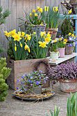 Pot arrangement of daffodils, sugar loaf spruce, ray anemone and snow heath