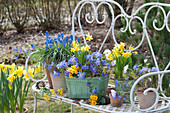 Narzissen, Traubenhyazinthen, Strahlenanemonen und Primel in Töpfen auf Bank im Garten