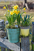 Narcissus 'Tete a Tete' and grape hyacinth in pots on the fence