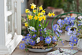 Spring bowl with daffodils 'Tete a Tete' and ray anemone