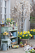 Easter terrace with rock pear, daffodils, planted box and zinc bucket, dog Zula