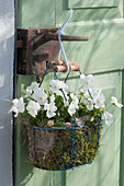 Horned violet Callisto 'White' in wire basket with moss hanging on a bag