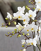 Phalaenopsis White Willd Orchid