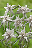 Leontopodium alpinum 'Matterhorn'