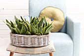 Sansevieria