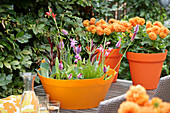 Orangefarbene Plastikschale mit Wasserpflanzen als Mini-Teich