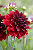 Dahlia 'Bloody Mary'