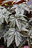 Begonia 'Gryphon'