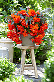 Begonia 'Illumination Orange'