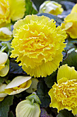 Begonia 'Fimbriata' gelb