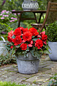 Begonia Cascade Odorosa 'Red Sunset'