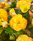 Gelbe Begonie '13 231 6' Blüten