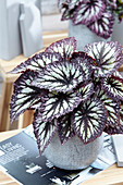 Begonia rex Revolution Fireworks