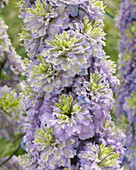 Delphinium 'Highlander ® Crystal Delight'