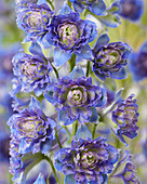 Delphinium 'Highlander ® Sweet Sensation'