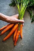 A hand holding a bunch of carrots on a stone surface
