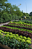 Lettuces (lollo) and strawberries in raised bed in garden