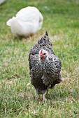 Chicken of the chicken breed 'Barred Mechelner'