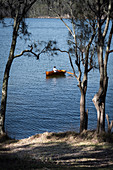 Blick durch Pinien auf einen See mit Ruderboot