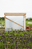 DIY tomato greenhouse on allotment
