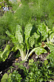 Mangold und Fenchel im Gemüsebeet im Garten