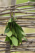 A bunch of bay leaves hanging to dry