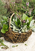 Herbs (bay leaves, sage and wild thyme) in a wicker basket