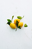 Lemons with leaves