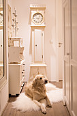 Dog lying on sheepskin rug in front of vintage-style longcase clock in hall