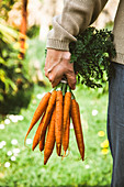Fresh organic carrots in farmers hands