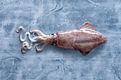 Tintenfisch (Kalmar)