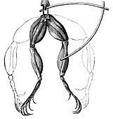 Galvani Frog Experiment, 1780